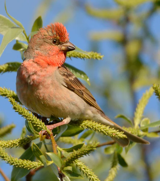 Rosefinch. — Fotografia de Stock