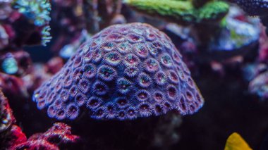 Su altı mercan resifleri ve akvaryum tankında deniz yaşamı.