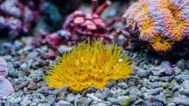 Güzel sualtı çok renkli neon mercan resifi ve akvaryum tankında deniz yaşamı
