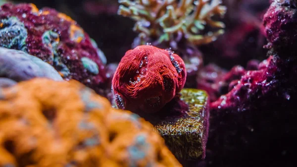 Beautiful underwater multi color neon coral reef and sea life on aquarium tank