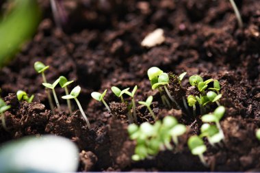 Büyüyen organik salata