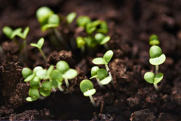 Growing organic salad Stock Image