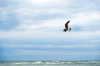 Albatros koyu okyanus üzerinde uçan