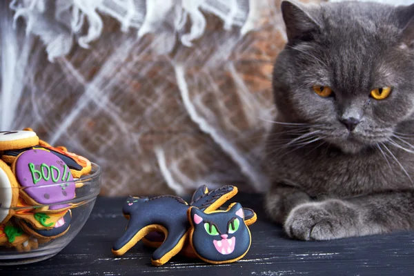 Nahaufnahme bei hausgemachten Halloween-Süßigkeiten. Katze. — Stockfoto