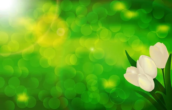 White Tulips Illuminated Morning Sun Blurred Green Background Posters Webheader — Stok Vektör