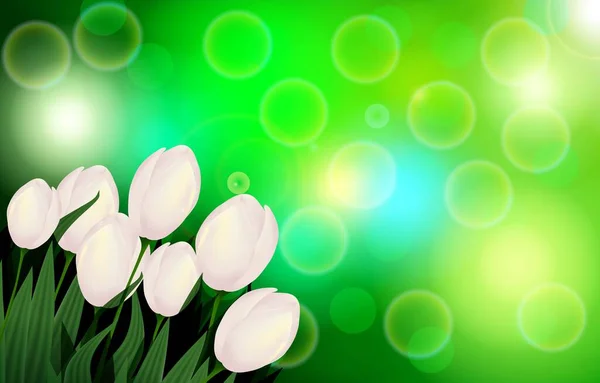 早上阳光下的白色郁金香 背景为绿色花园 背景为海报或横幅 — 图库矢量图片