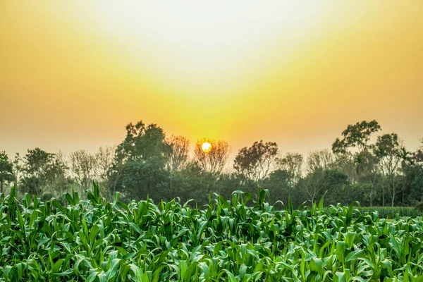 Soleil Levant Sur Une Grande Plante Maïs Est Une Herbe — Photo