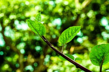 Ispanak, yeşil renkli ve yapraklı çok sağlıklı bir sebzedir. Arka bahçede ya da bir tencerede yetiştirilir. Çok lezzetlidir ve pui 'yi alabilirsin.