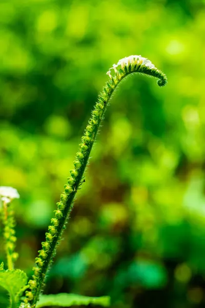 蝎子尾 Scorpion Tail 或回转台 Turnsole 的定义是几种植物中的任何一种 也被称为普通Veld Heliotrope — 图库照片