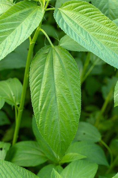 Jute mallow or nalta jute Corchorus olitorius, also known as Jew's mallow tossa