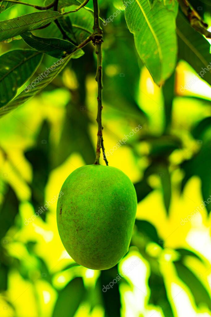 Mango Mangifera indica es llamado el rey de las frutas. Es una drupa o
