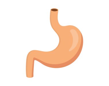 Mide düz çizim. İnsan iç organı. Sindirim sisteminin bir parçası.