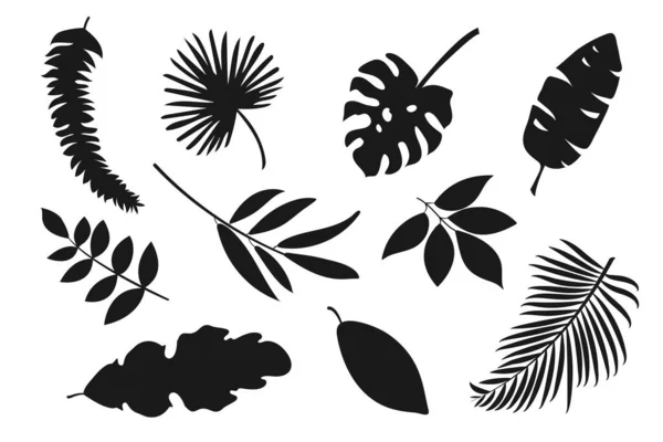 Hojas Tropicales Silhouttes Negros Colección Palmeras Otras Grandes Hojas Selva — Vector de stock