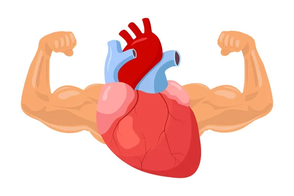 Ilustración Del Corazón Fuerte Saludable Corazón Humano Con Grandes Brazos — Vector de stock