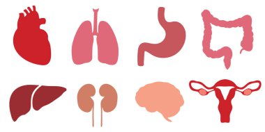 İnsan iç organları. Organ ikonları koleksiyonu. Vektör ögeleri