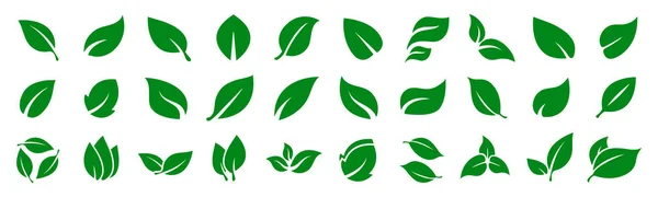 Diferentes Folhas Verdes Formas Isoladas Branco Coleção Ícone Vetor Folha — Vetor de Stock