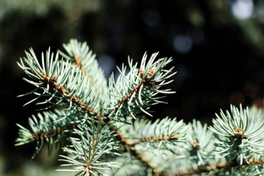 Yakından çekilen ladin dalı