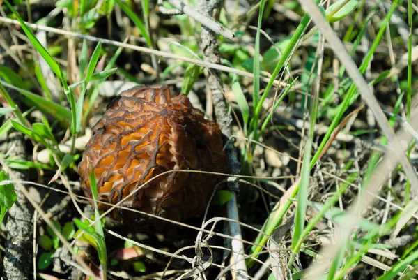 Welliger Pilz Trockenem Und Grünem Gras — Stockfoto