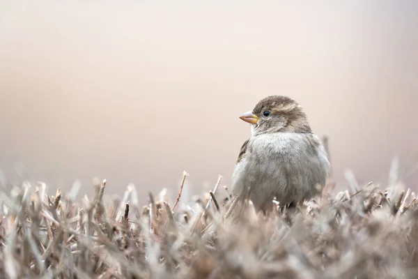 Common Sparrow Passer Domesticus Branch Bush Nice Blurry Background — Stock Photo, Image