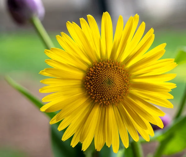 Yellow Gerbera Jamesonii Close Background Yellow Beautiful Flower Macro Details — Stock Photo, Image