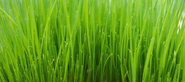 Doğal yeşil çimen arka plan dokusu