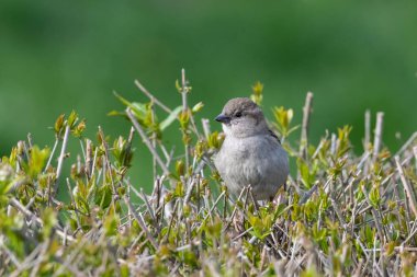 Serçe güzel bulanık bir arka planı olan bir bahar çalısında oturuyor.
