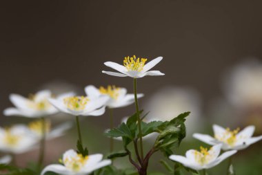 Anemone nemorosa, odun, seçici odak ve bulanık arkaplandan vahşi çiçekler saçar.