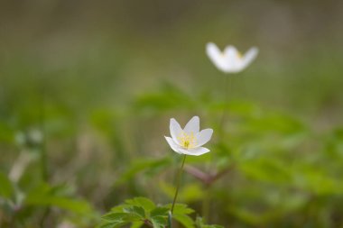 Anemone nemorosa, odun, seçici odak ve bulanık arkaplandan vahşi çiçekler saçar.