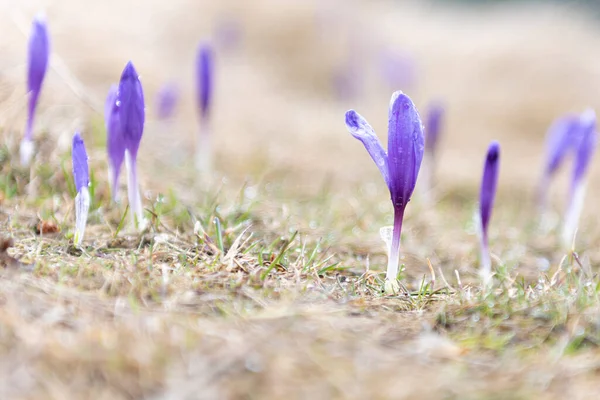 Bulanık arka planı olan yaban bahar çiçekleri.