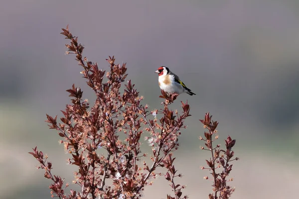 Goldfinch Carduelis Carduelis Ветке Дерева Красивым Размытым Фоном — стоковое фото