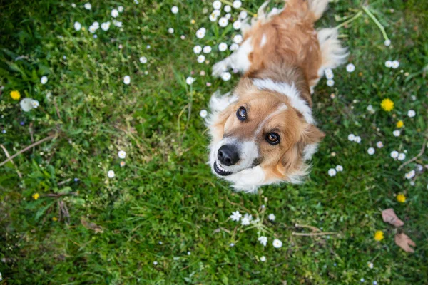 Portrait Dog Looking Upwards Spring Flowering Meadow — Stock Photo, Image