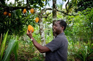 Successful african businessman looks satisfied at a cocoa bean from his plantation clipart