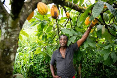 African farmer looks satisfied at his cocoa beans from the plants of his plantation. clipart