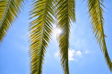 Güneş ve açık gökyüzü arkaplanı olan bir palmiye ağacının yapraklarını kapatın. Sizi iyi bir havaya sokan güzel bir gün. Tropikal ve egzotik hava kavramı.