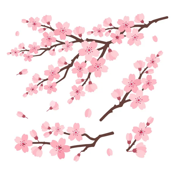 Çiçek ve tomurcukları düz botanik tarzında olan Sakura kiraz dalları. Bahar tasarımları, düğün kırtasiyesi, tebrik kartları, ambalaj, Japon temalı dekor, Hanami, Paskalya.