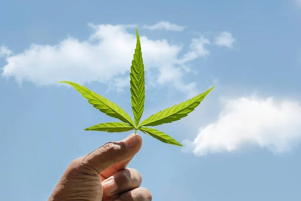 Hand Holding Green Marijuana Leaf Blue Sky White Clouds Farm — Stockfoto