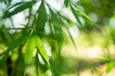 Esrar yaprakları, marihuana bitkileri soyutlanmış. Arka planda kenevir bitkisinin bulanık yeşil yaprakları, yakın plan. Metin için boşluk