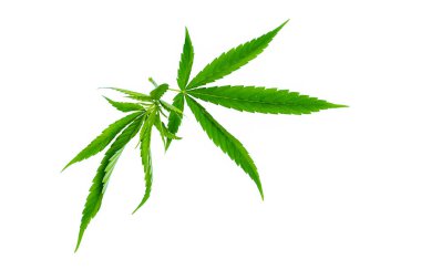 Beyaz arka planda yeşil kenevir yaprakları. Beyaz üzerinde marihuana yaprakları