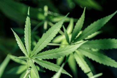 Marihuana Bitkileri, Kenevir Bitkileri Kapalı Açık hava kenevir tarım tarlası