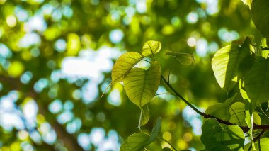 Pho ya da bodhi gün ışığı ve bokeh arkaplan ile ayrılın.