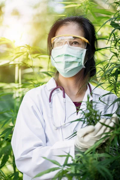 Portrait of female scientist with mask, glasses and gloves checking and analizing hemp plants used for herbal pharmaceutical cbd oil.  Concept of herbal alternative medicine, CBD Oil, Pharmaceutical Industry