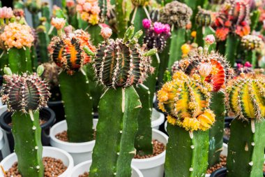 Fabrikadaki saksılara dikilmiş bir kantüs ağacı yığını.