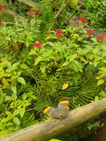 公園のカラフルな休息蝶 — ストック写真