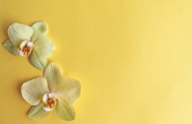Sarı arkaplanda iki sarı orkide, üst manzara.