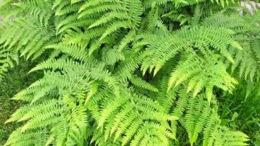 Yeşil eğrelti otu yaprakları