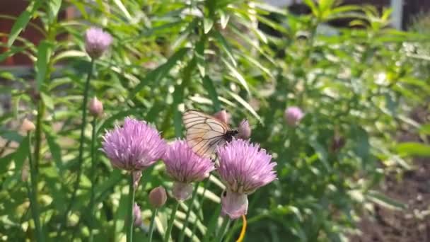 A child catches a white butterfly with a pink flower, hand close-up — Stock Video