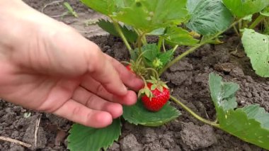 Çiftçi çalılardan çilek topluyor, hasat ediyor.