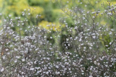Bulanık küçük beyaz çiçekler. Bahçede çingene çiçekleri, büyük çingene çalıları..