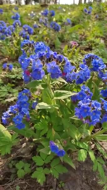 Divoké modré květy medunica houpat ve větru v poli, rozmazané pozadí. — Stock video