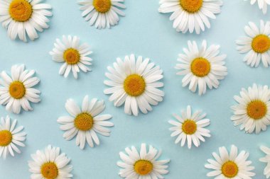 Beyaz papatyalar açık renkli mavi arkaplanda. Güzel çiçek deseni. Yakın plan..